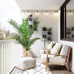 Daktylowiec kanaryjski (Phoenix canariensis) 180cm