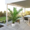 Daktylowiec kanaryjski (Phoenix canariensis) 160-180cm