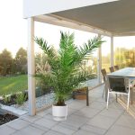 Daktylowiec kanaryjski (Phoenix canariensis) 180cm