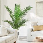 Daktylowiec kanaryjski (Phoenix canariensis) 180cm