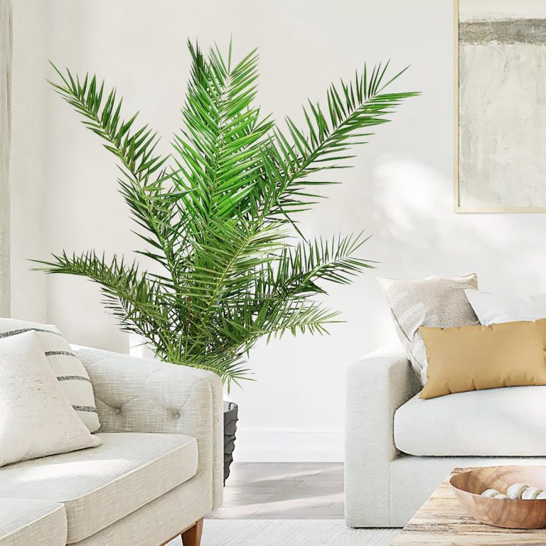 Daktylowiec kanaryjski (Phoenix canariensis) 180cm