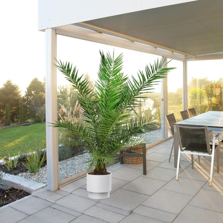 Daktylowiec kanaryjski (Phoenix canariensis) 180cm