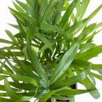 Palma Chamedora wytworna (Chamaedorea elegans) 30cm