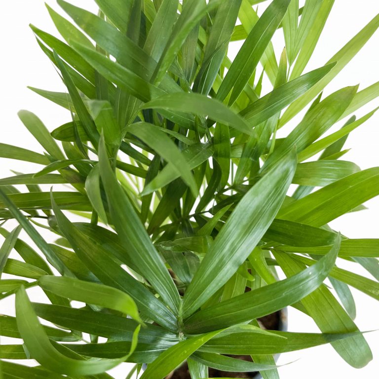 Palma Chamedora wytworna (Chamaedorea elegans) 30cm