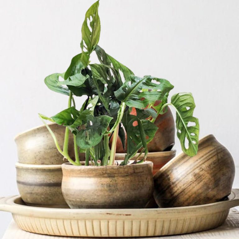 Monstera monkey mask (obliqua Leichtlinii) 30cm