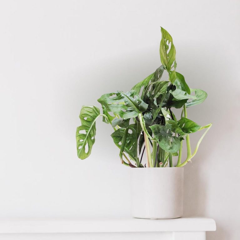 Monstera monkey mask (obliqua Leichtlinii) 30cm