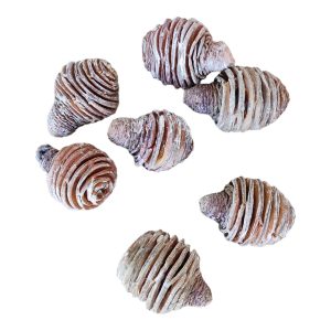 Szyszki platyspermum, susz egzotyczny