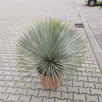 Juka rostrata (Yucca rostrata) 120cm