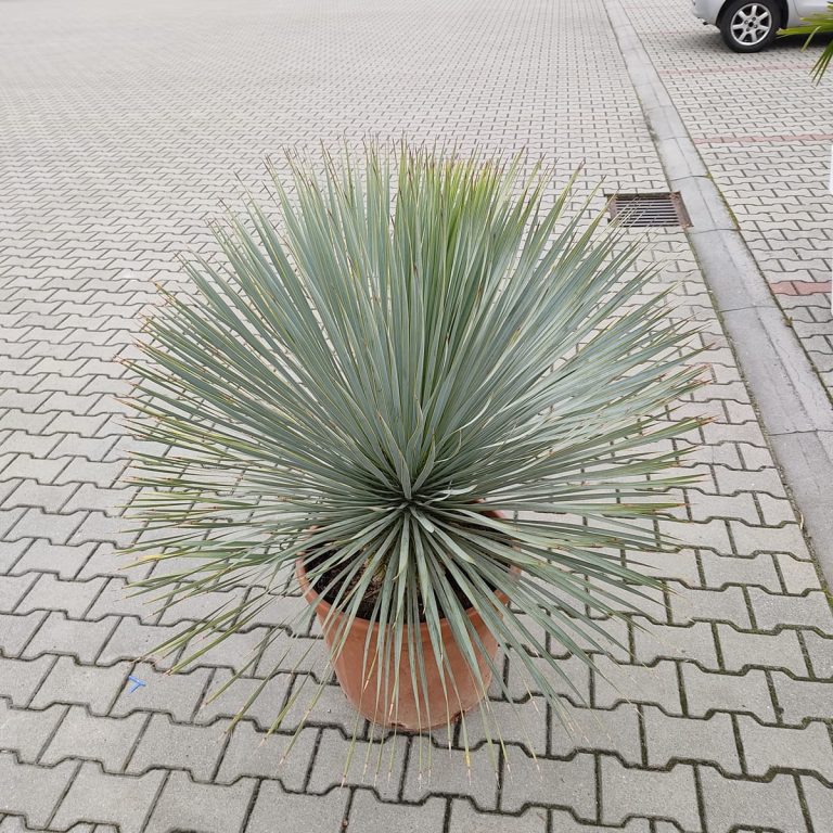 Juka rostrata (Yucca rostrata) 120cm