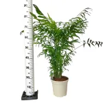 Palma Chamedora wytworna (Chamaedorea elegans) 90cm