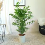 Palma Chamedora wytworna (Chamaedorea elegans) 90cm
