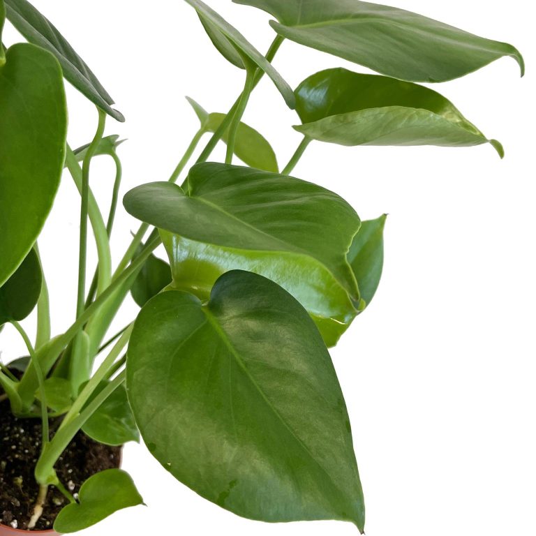 Monstera dziurawa (Monstera deliciosa) 50cm