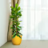 Fikus (Ficus ‘Cyathistipula’) 60-65cm
