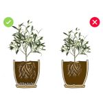 5w1 do OLIWEK - zestaw do przesadzania