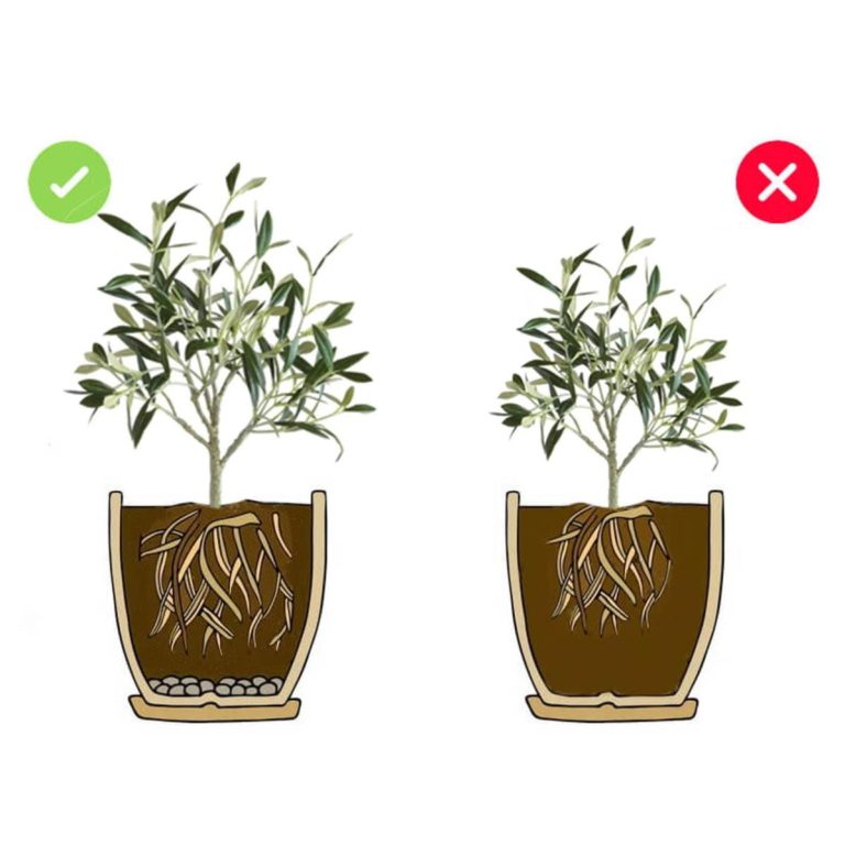 5w1 do OLIWEK - zestaw do przesadzania