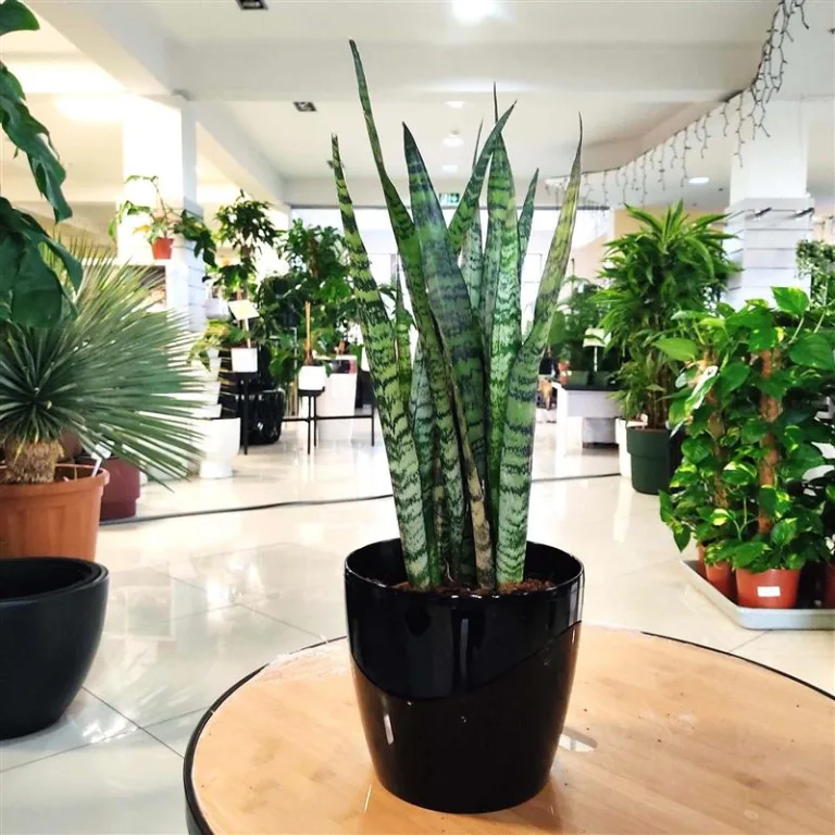 Sansewieria gwinejska (Sansevieria trifasciata 'Zelenica') 50 cm