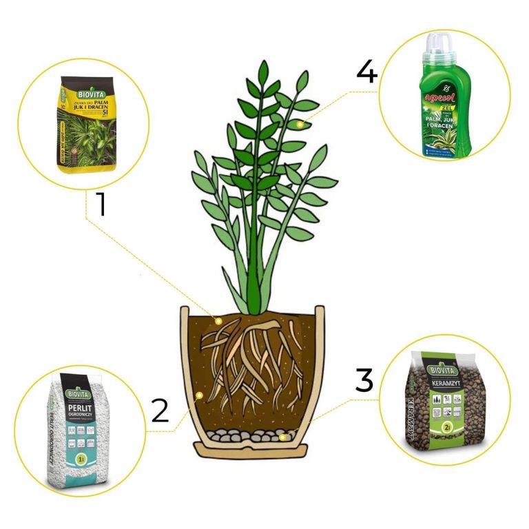 6w1 XXL do PALM JUK I DRACEN - zestaw do przesadzania