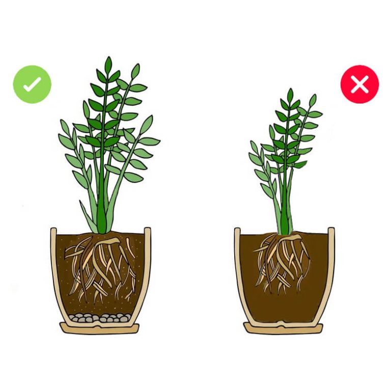 6w1 do PALM JUK I DRACEN - zestaw do przesadzania