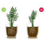 6w1 do  PAPROCI - zestaw do przesadzania