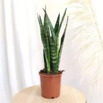 Sansewieria gwinejska (Sansevieria trifasciata 'Zelenica') 50 cm