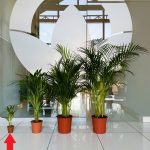 Palma Areka (Areca Dypsis) 30cm