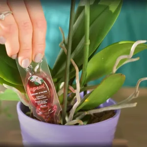 ORCHID STRONG odżywka nawóz do storczyków 30ml  ampułka