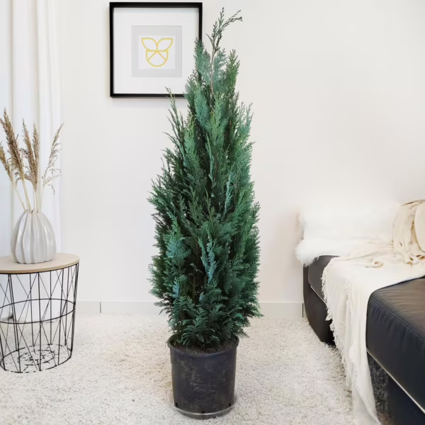 Cyprysik (Cupressus Lawsona 'Columnari') 130-140cm