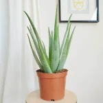 Aloes zwyczajny (Aloe vera barbadensis) 65cm