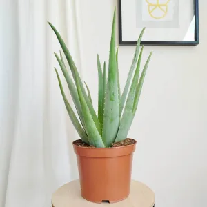Aloes zwyczajny (Aloe vera barbadensis) 65cm
