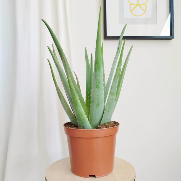 Aloes zwyczajny (Aloe vera barbadensis) 60-70cm