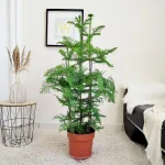 Araukaria wyniosła (Araucaria heterophylla) 115cm