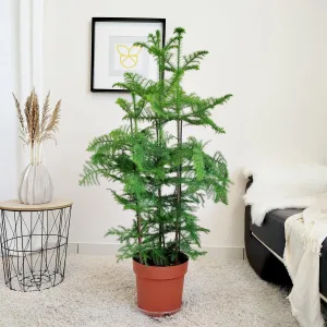 Araukaria wyniosła (Araucaria heterophylla) 115cm