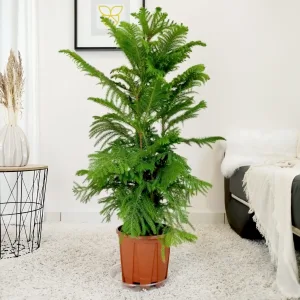 Araukaria wyniosła (Araucaria heterophylla) 110cm