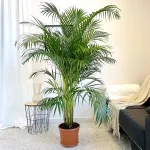 Palma Areka (Areca Dypsis) 175cm