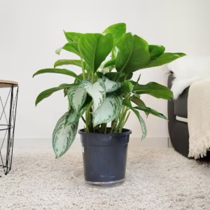 Aglonema (Aglaonema 'Silver Bay') 60-70cm