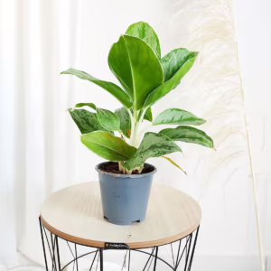 Aglonema (Aglaonema 'Silver Bay') 25-30cm