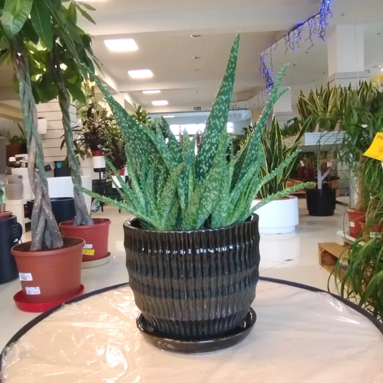 Aloes zwyczajny (Aloe vera) 30 cm