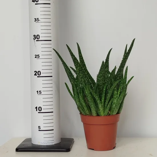 Aloes zwyczajny (Aloe vera barbadensis) 30 cm