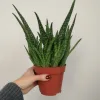 Aloes zwyczajny (Aloe vera barbadensis) 30 cm