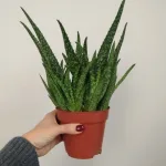 Aloes zwyczajny (Aloe vera) 30 cm