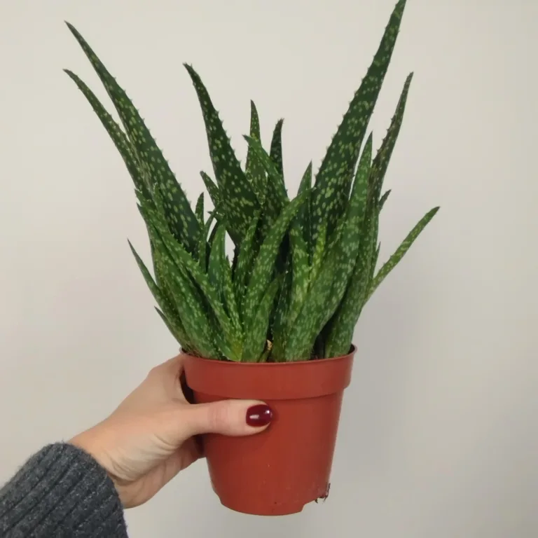 Aloes zwyczajny (Aloe vera) 30 cm