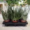 Aloes zwyczajny (Aloe vera barbadensis) 30 cm