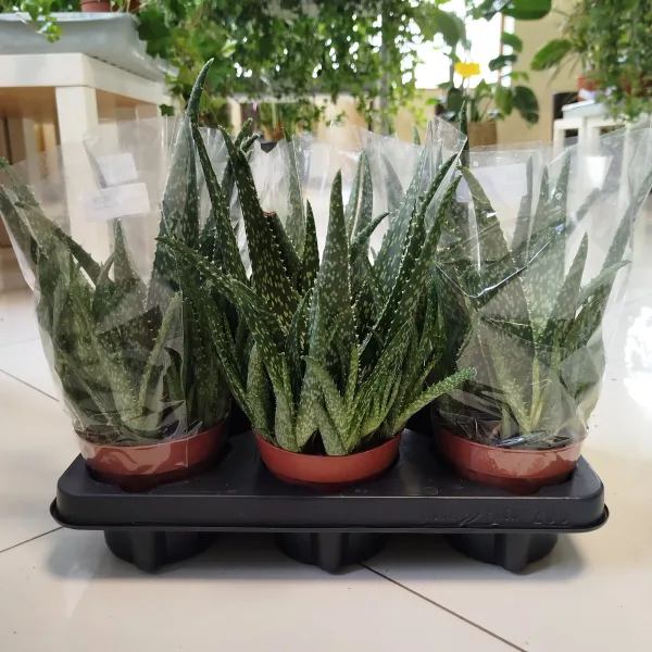 Aloes zwyczajny (Aloe vera) 30cm
