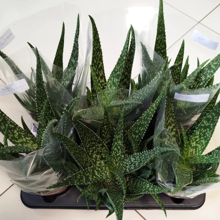 Aloes zwyczajny (Aloe vera) 30 cm