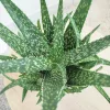 Aloes zwyczajny (Aloe vera barbadensis) 30 cm