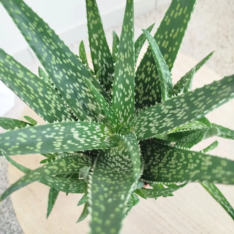 Aloes zwyczajny (Aloe vera) 30 cm