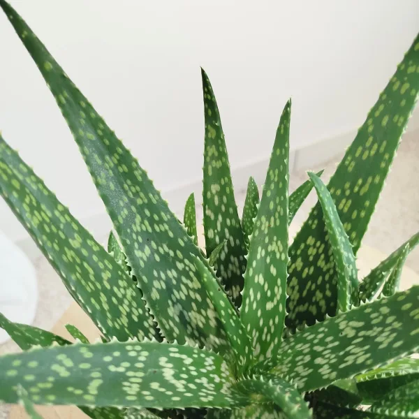 Aloes zwyczajny (Aloe vera) 30cm