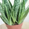 Aloes zwyczajny (Aloe vera barbadensis) 30 cm