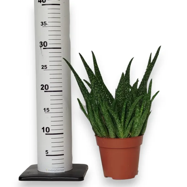 Aloes zwyczajny (Aloe vera) 30cm