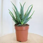 Aloes drzewiasty (Aloe arborescens) 30cm